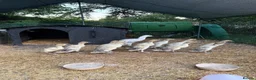 Ducks poultry for sale: 14 Indian Runner Duck Flock Looking for a New Home in Hereford - Advert 2