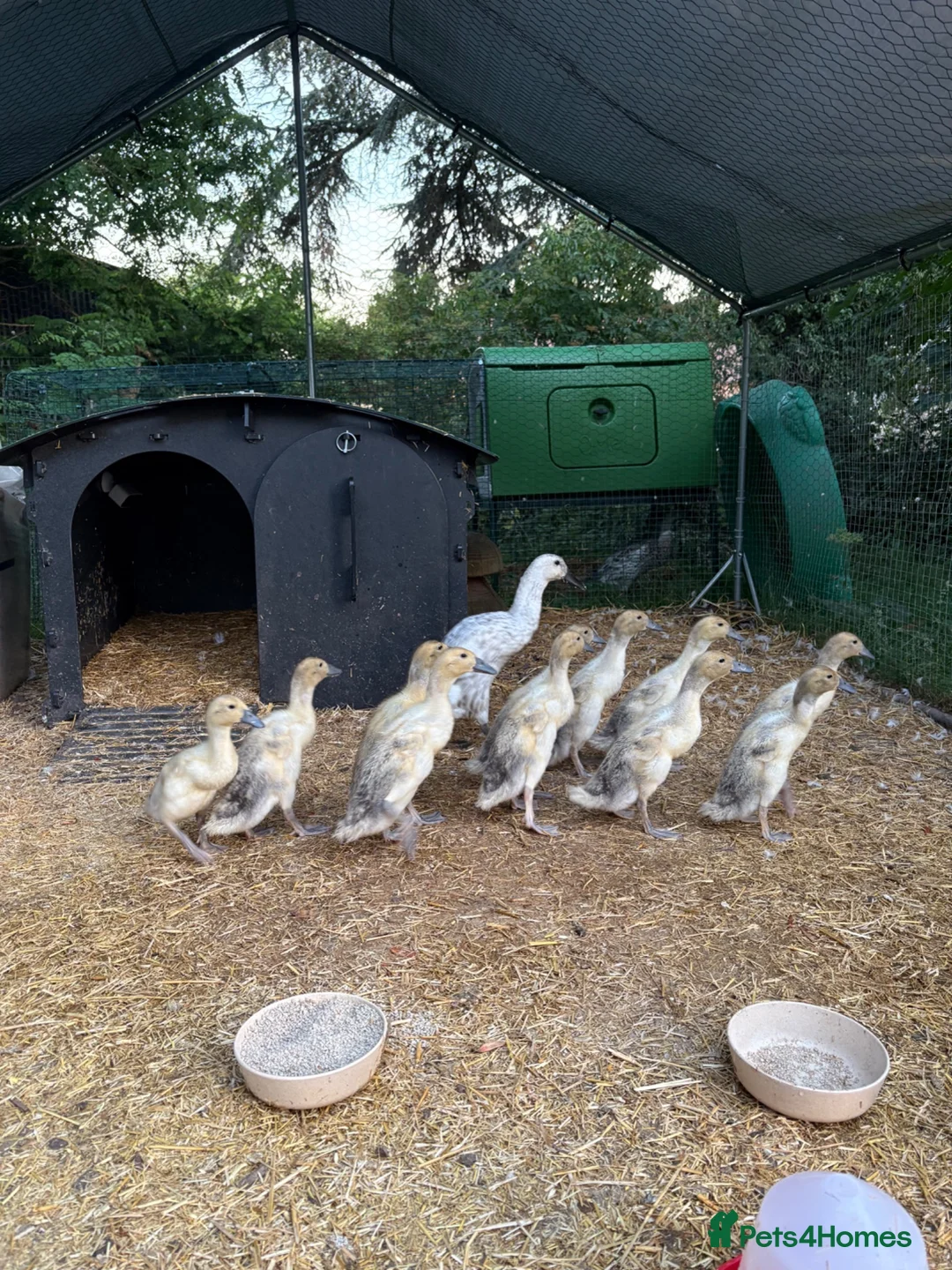 Ducks poultry for sale: 14 Indian Runner Duck Flock Looking for a New Home in Hereford - Advert 2