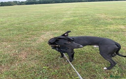 Mixed Breed dogs for sale: 12 month old Bull Lurcher - Image 2
