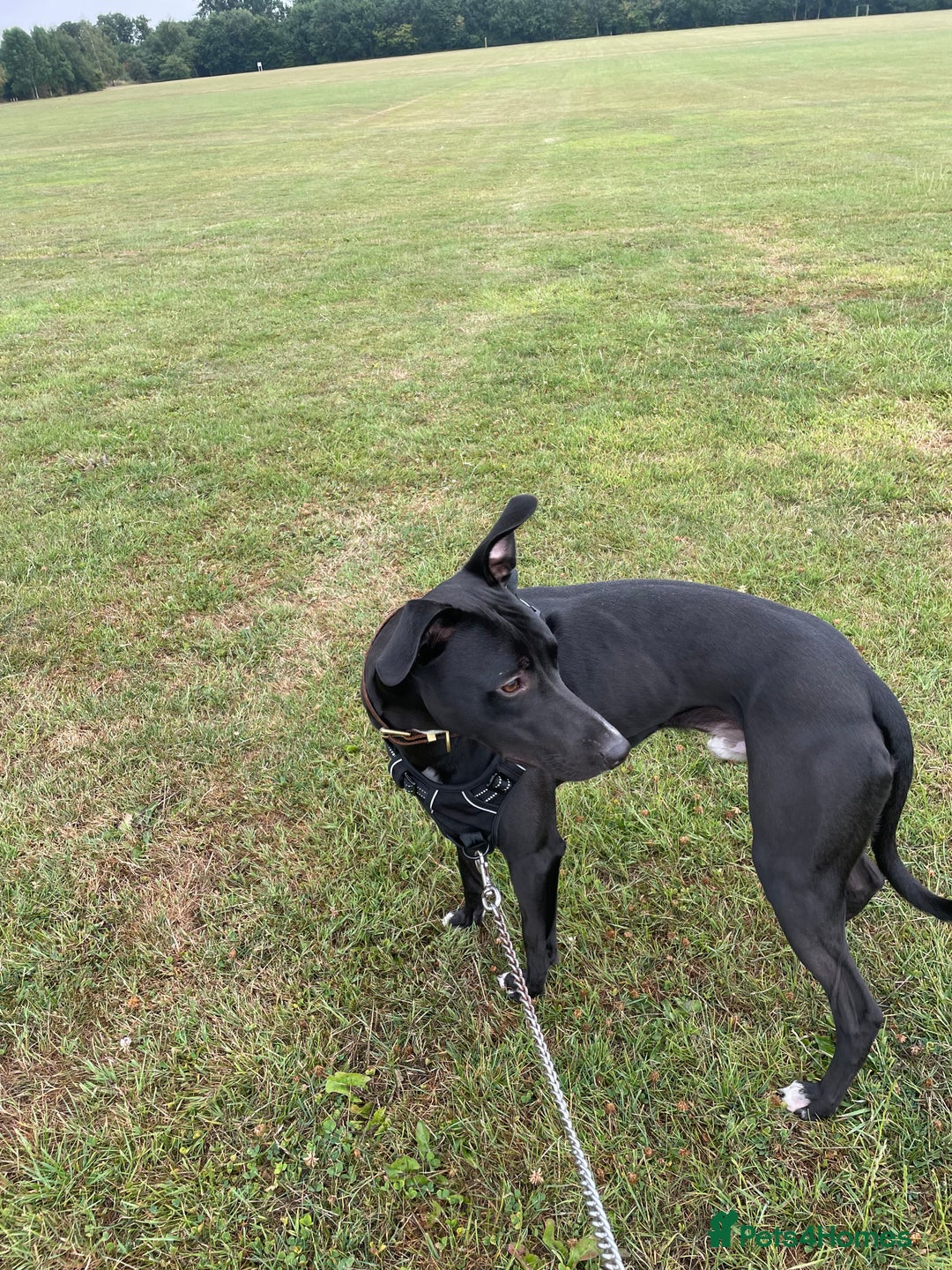 Mixed Breed dogs for sale: 12 month old Bull Lurcher - Image 2