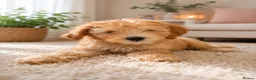 Australian Labradoodle dogs for sale: 🐾 Australian Labradoodle Puppies Available Now 🐾 - Advert 5