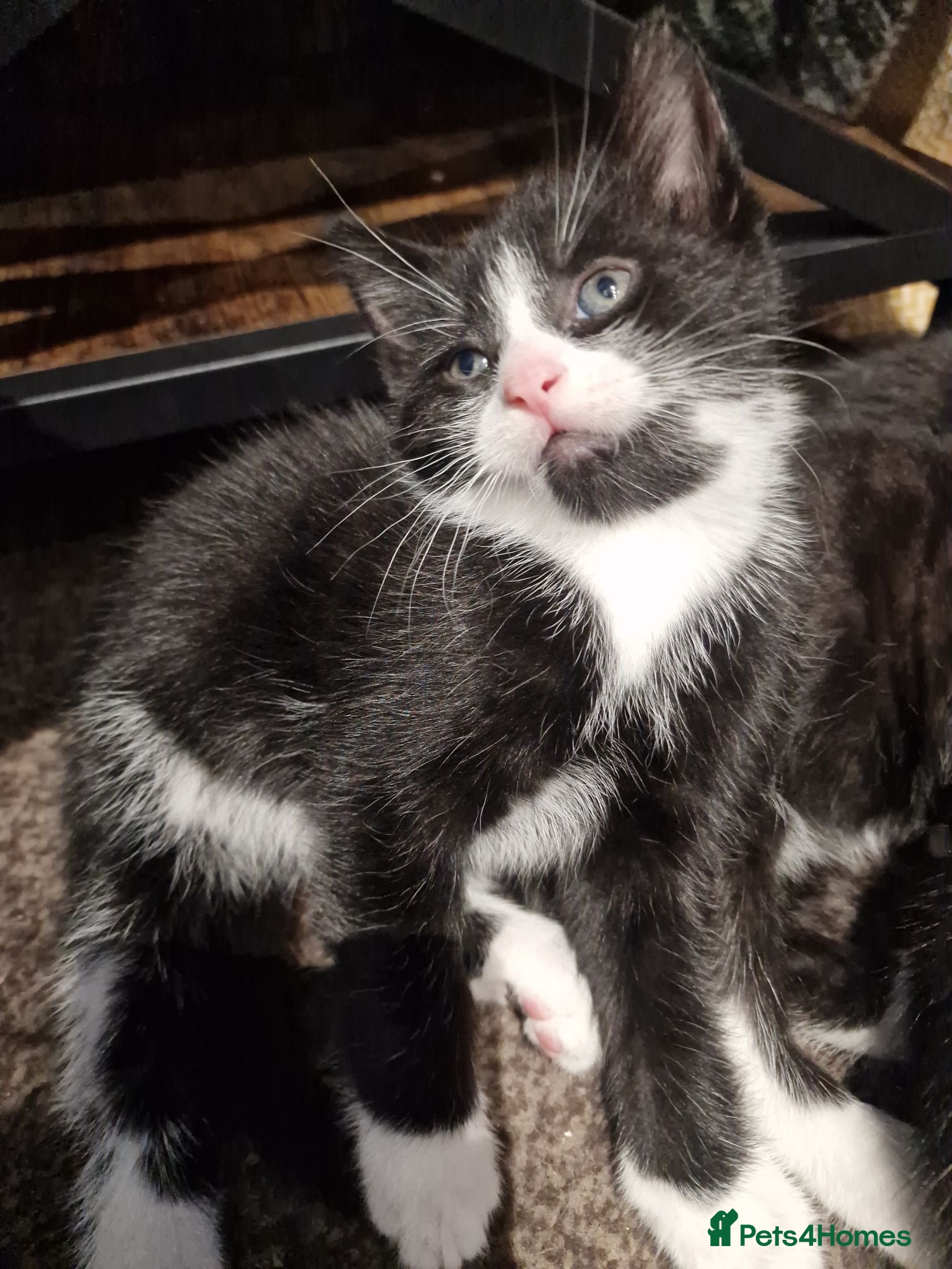 Mixed Breed cats 3 tuxedo kittens and 1 black kitten - Advert 1