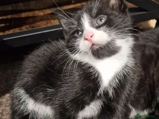 Mixed Breed cats 3 tuxedo kittens and 1 black kitten - Advert 2