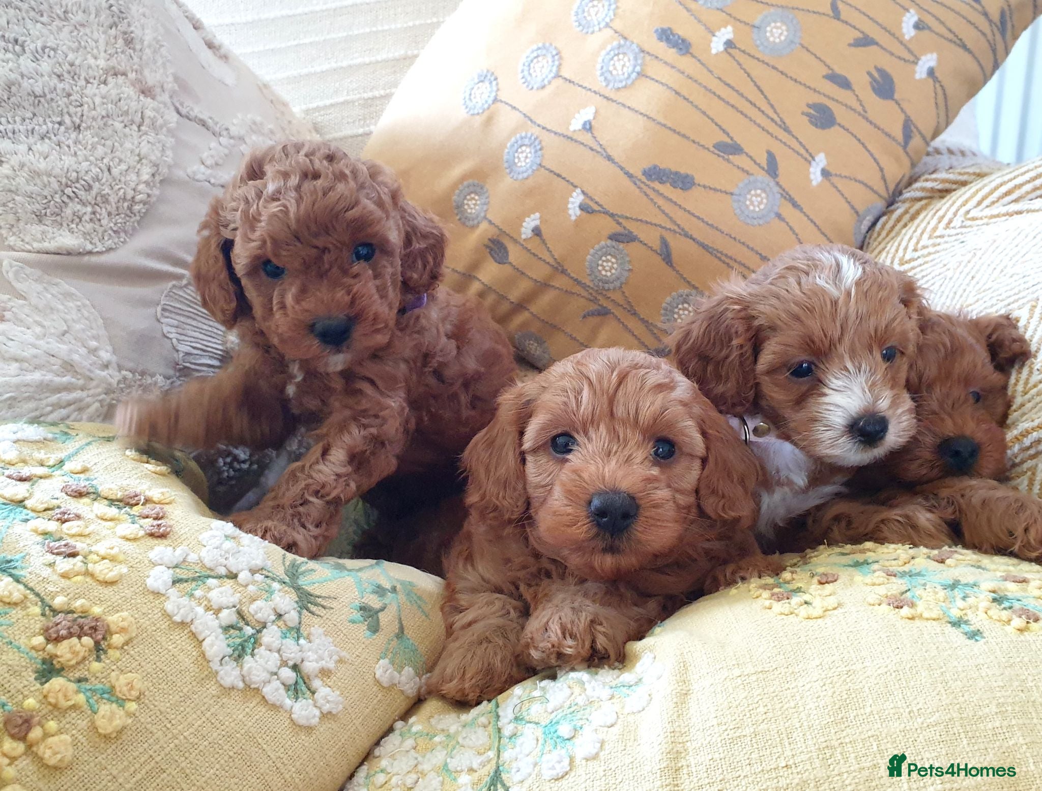 Mixed Breed dogs F1bb Cotonoodle, health tested parents red/apricot - Advert 1