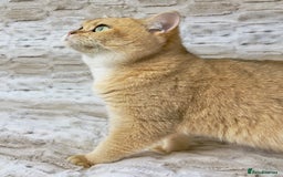 British Shorthair cats for sale: Stunning & affectionate BSH Golden girl - Image 3