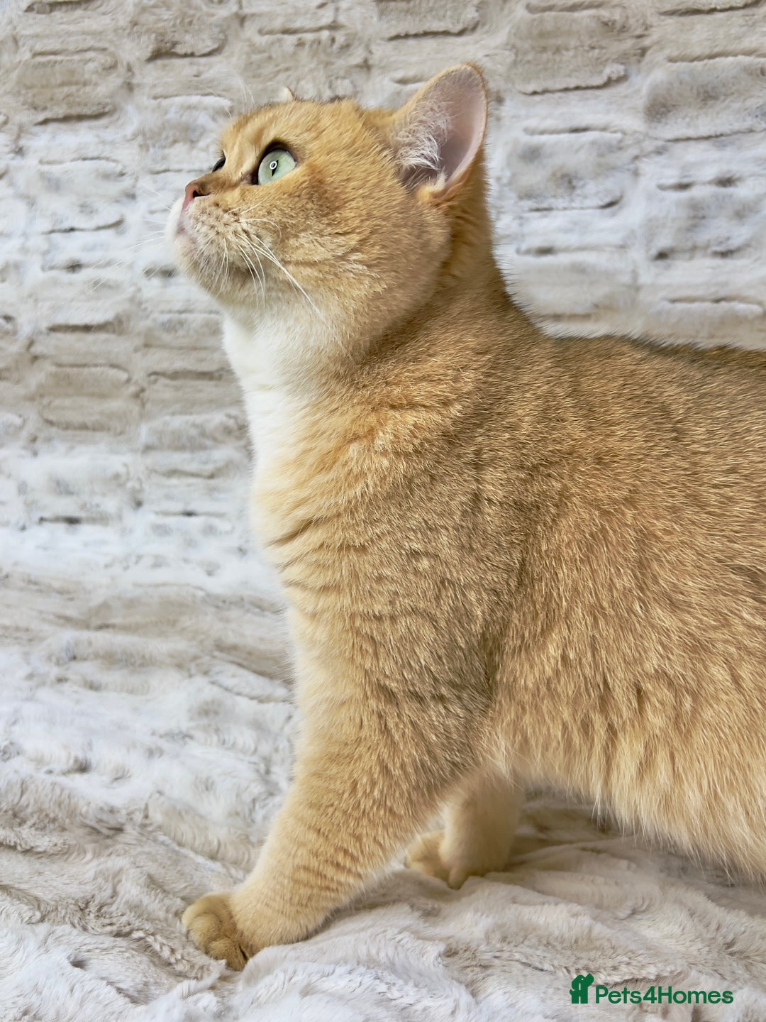 British Shorthair cats for sale: Stunning & affectionate BSH Golden girl - Image 3