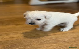 Miniature Schnauzer dogs for sale: Miniature Schnauzer Puppies - Image 3