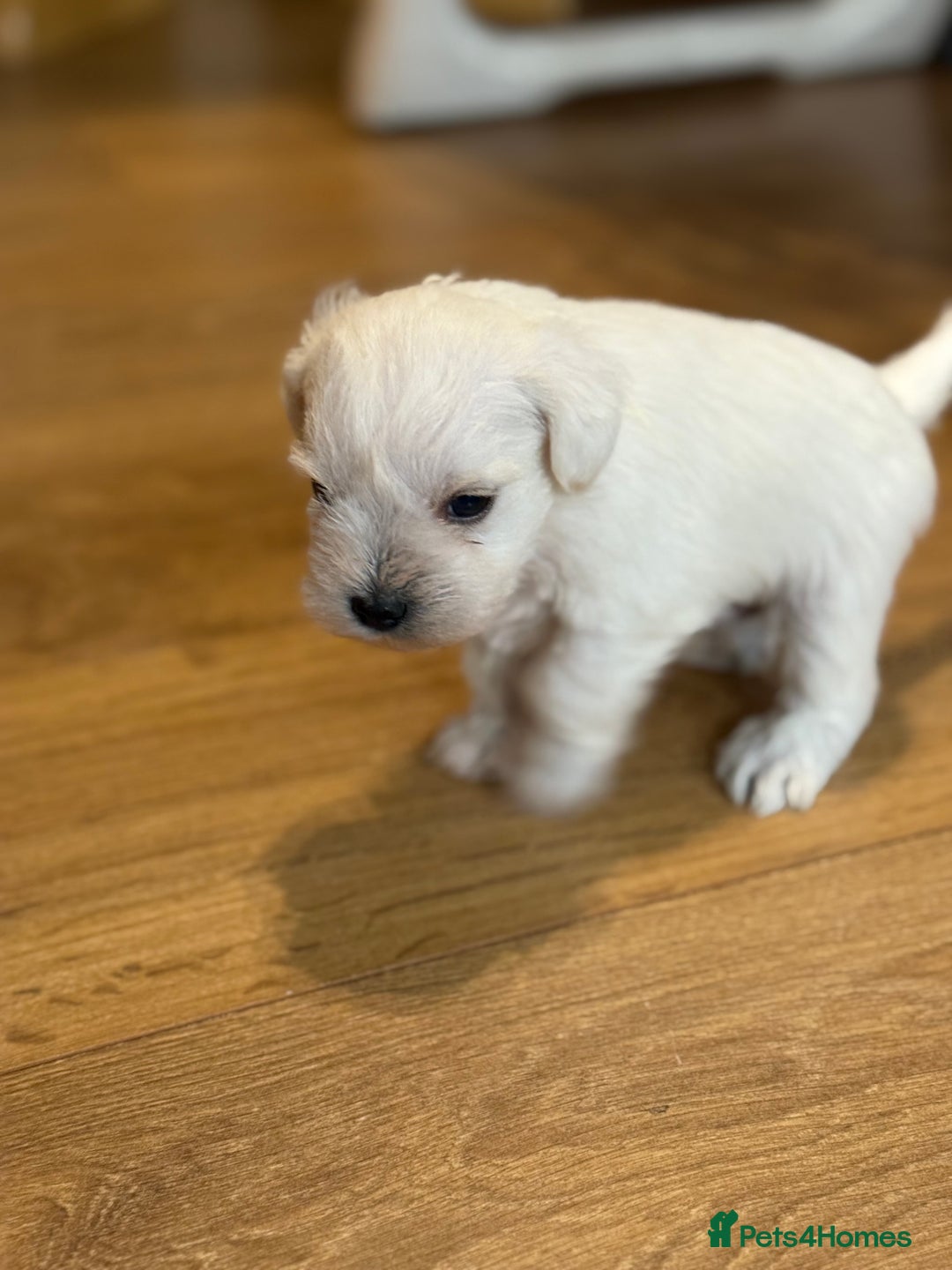 Miniature Schnauzer dogs for sale: Miniature Schnauzer Puppies - Image 3