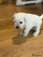 Miniature Schnauzer dogs - Advert 10