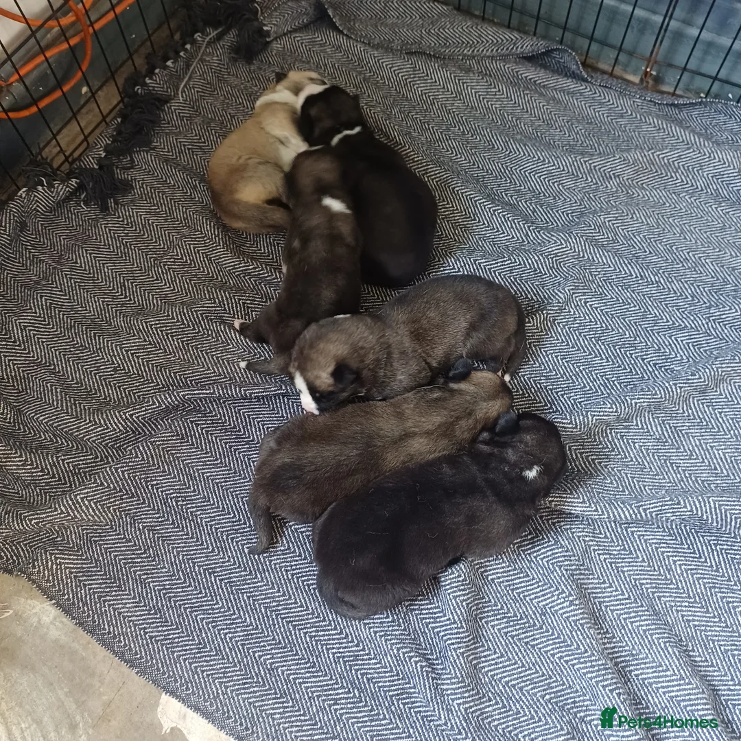 Akita dogs for sale: American akita puppies  in Stoke-on-Trent - Advert 7