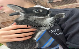 Netherland Dwarf rabbits for sale: Beautiful Purebred Netherland Dwarfs - Image 6