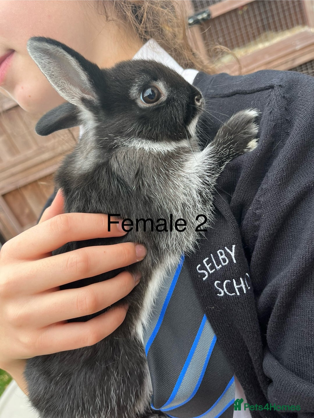 Netherland Dwarf rabbits for sale: Beautiful Purebred Netherland Dwarfs - Image 6