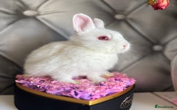 Netherland Dwarf rabbits for sale: 3month old babies Netherland dwarfs 5* homes - Image 6