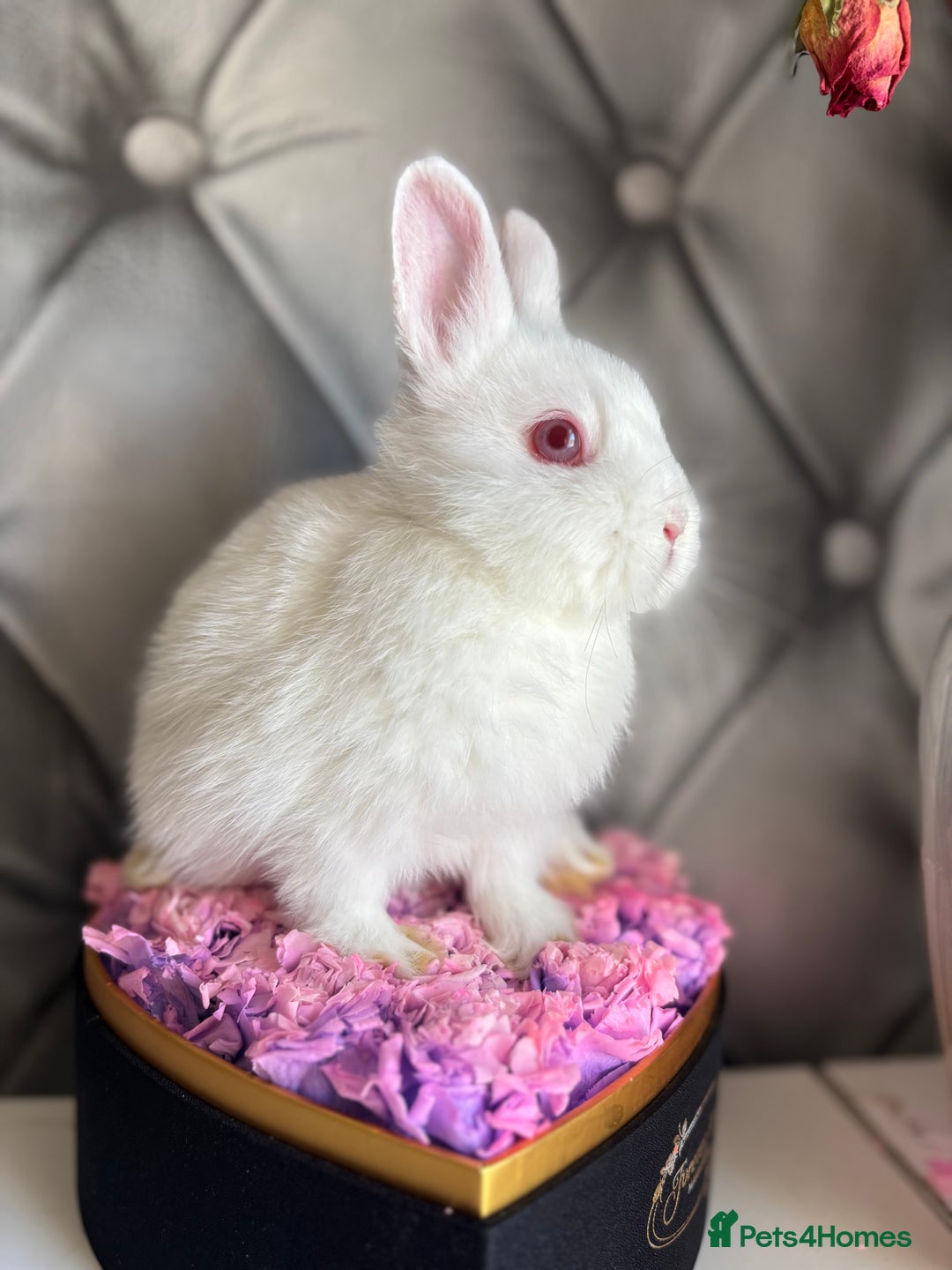 Netherland Dwarf rabbits for sale: 3month old babies Netherland dwarfs 5* homes - Image 6