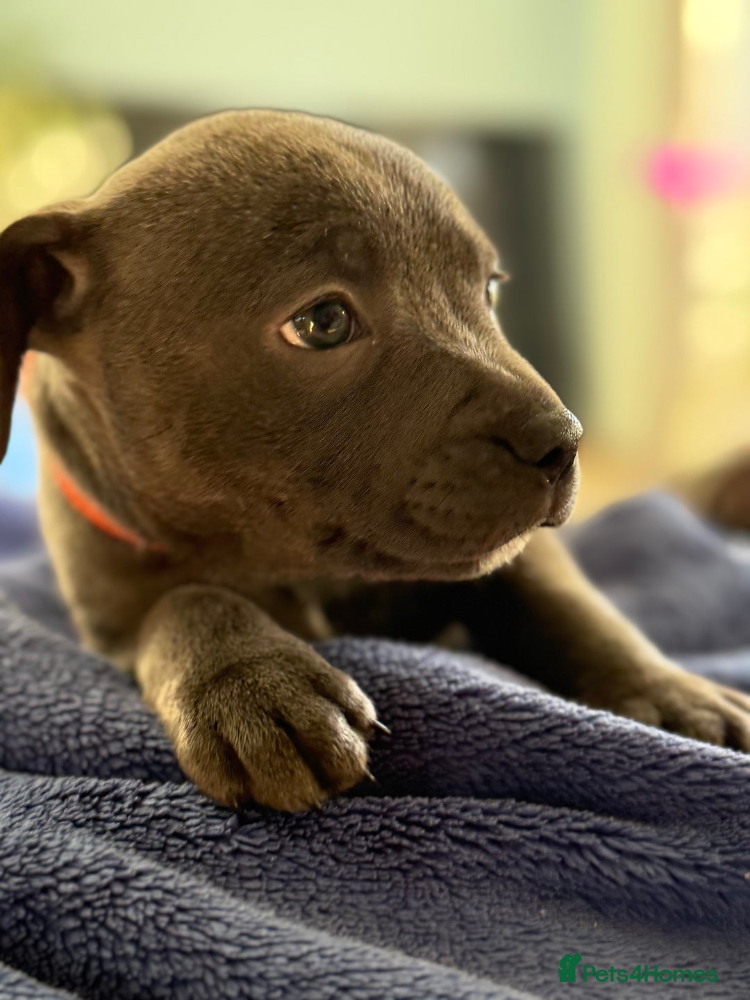 Staffordshire Bull Terrier dogs for sale: KC Registered Exceptional Blue Staffies - Advert 3