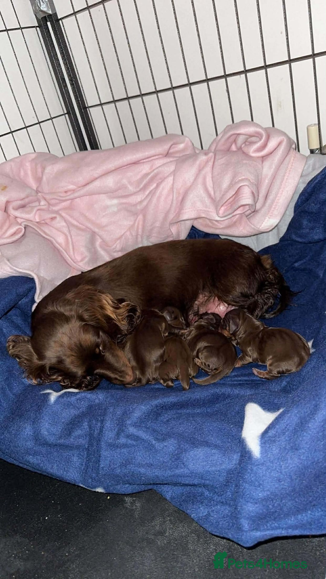 Dachshund dogs for sale: Miniature dachshunds - Advert 4
