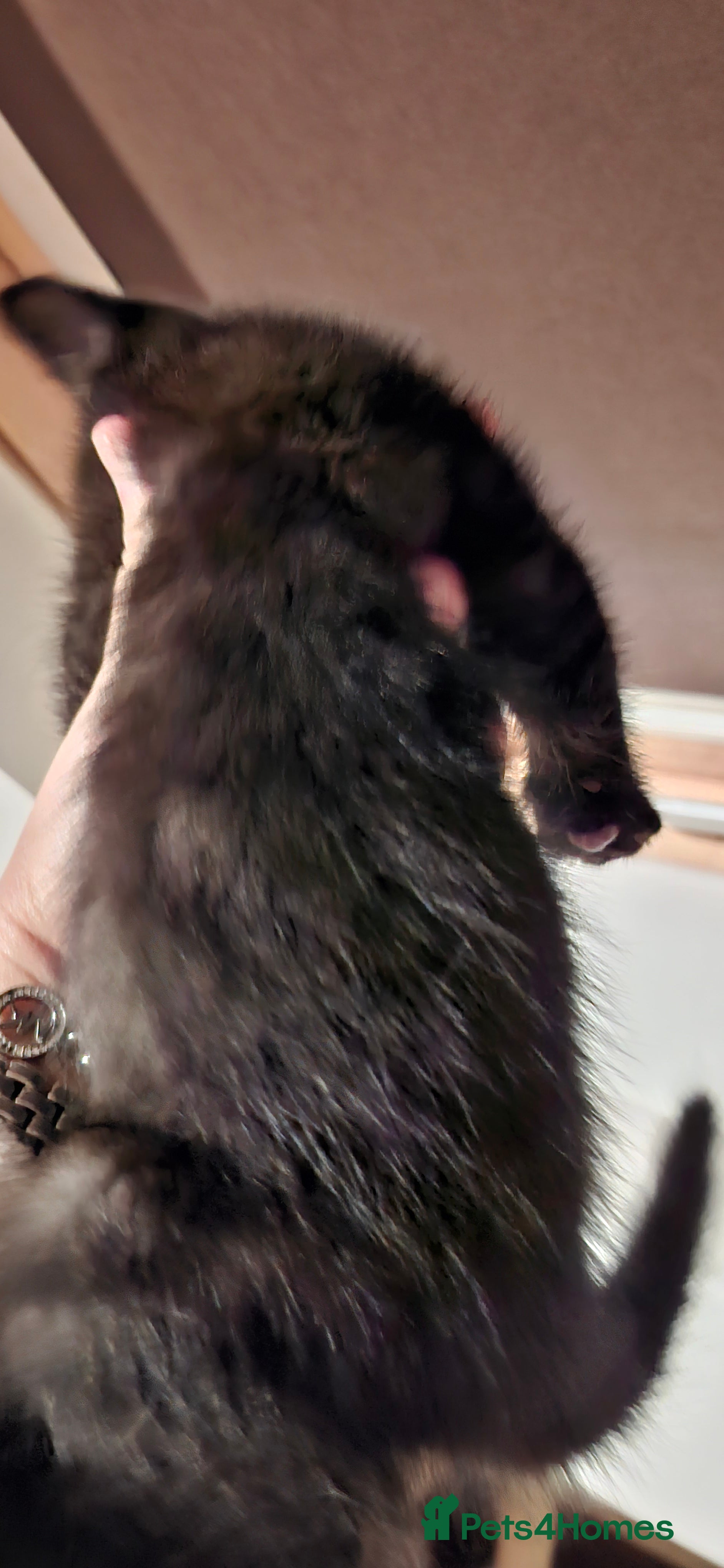 Brazilian Shorthair cats Kitten girl  - Advert 2