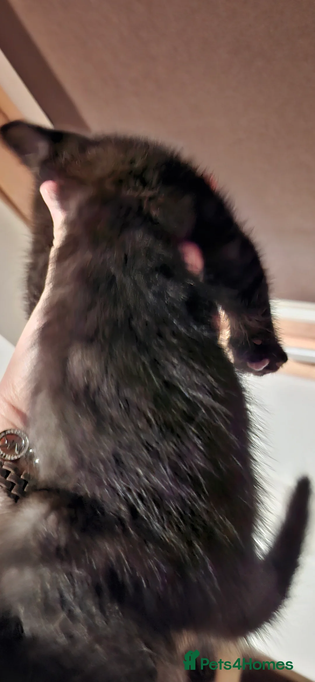 Brazilian Shorthair cats for sale: Kitten girl  - Advert 1