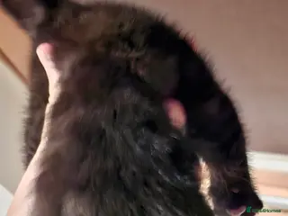 Brazilian Shorthair cats Kitten girl - Advert 5