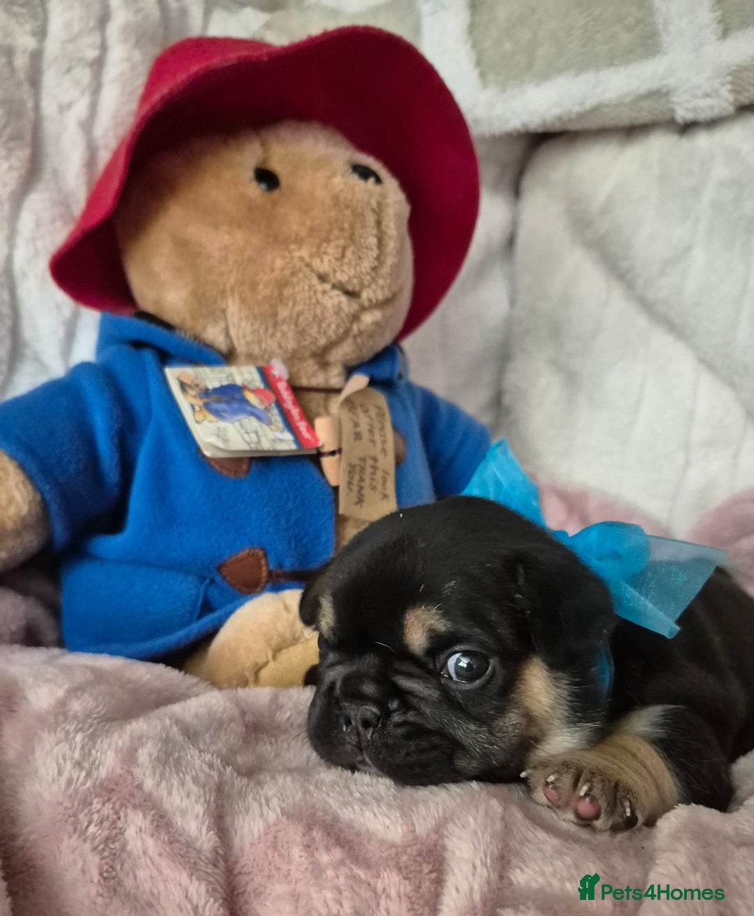 French Bulldog dogs for sale: French Bulldog Puppies - Image 2