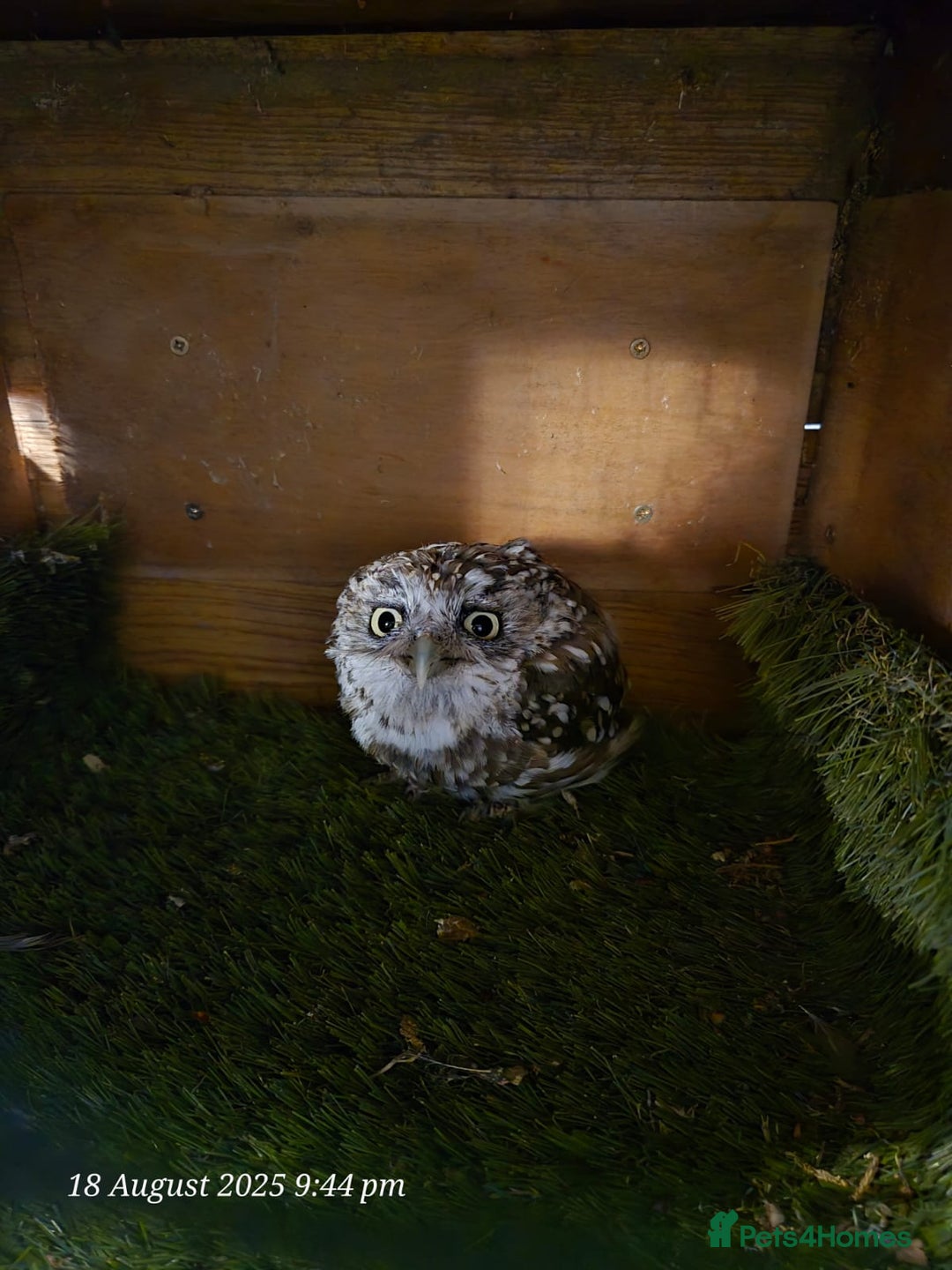 Mixed Breed birds for sale: Little owl  - Image 3