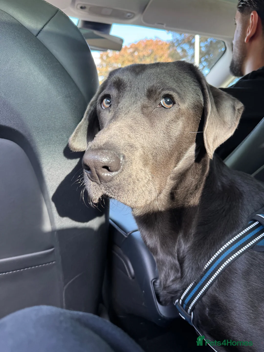 Mixed Breed dogs for sale: Mr Bailey in London - Advert 4