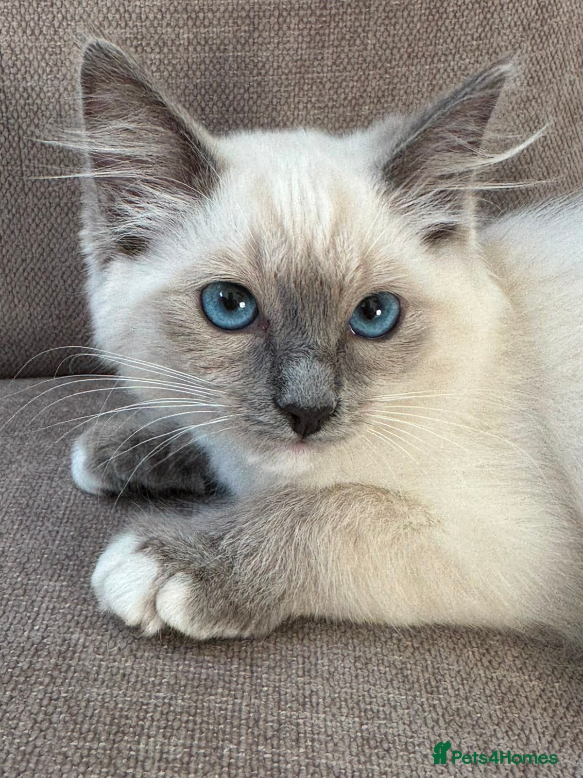 Ragdoll cats Ragdoll kittens  - 11 weeks old.  Ready now - Advert 1