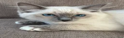 Ragdoll cats for sale: Ragdoll kittens  - 11 weeks old.  Ready now - Advert 1