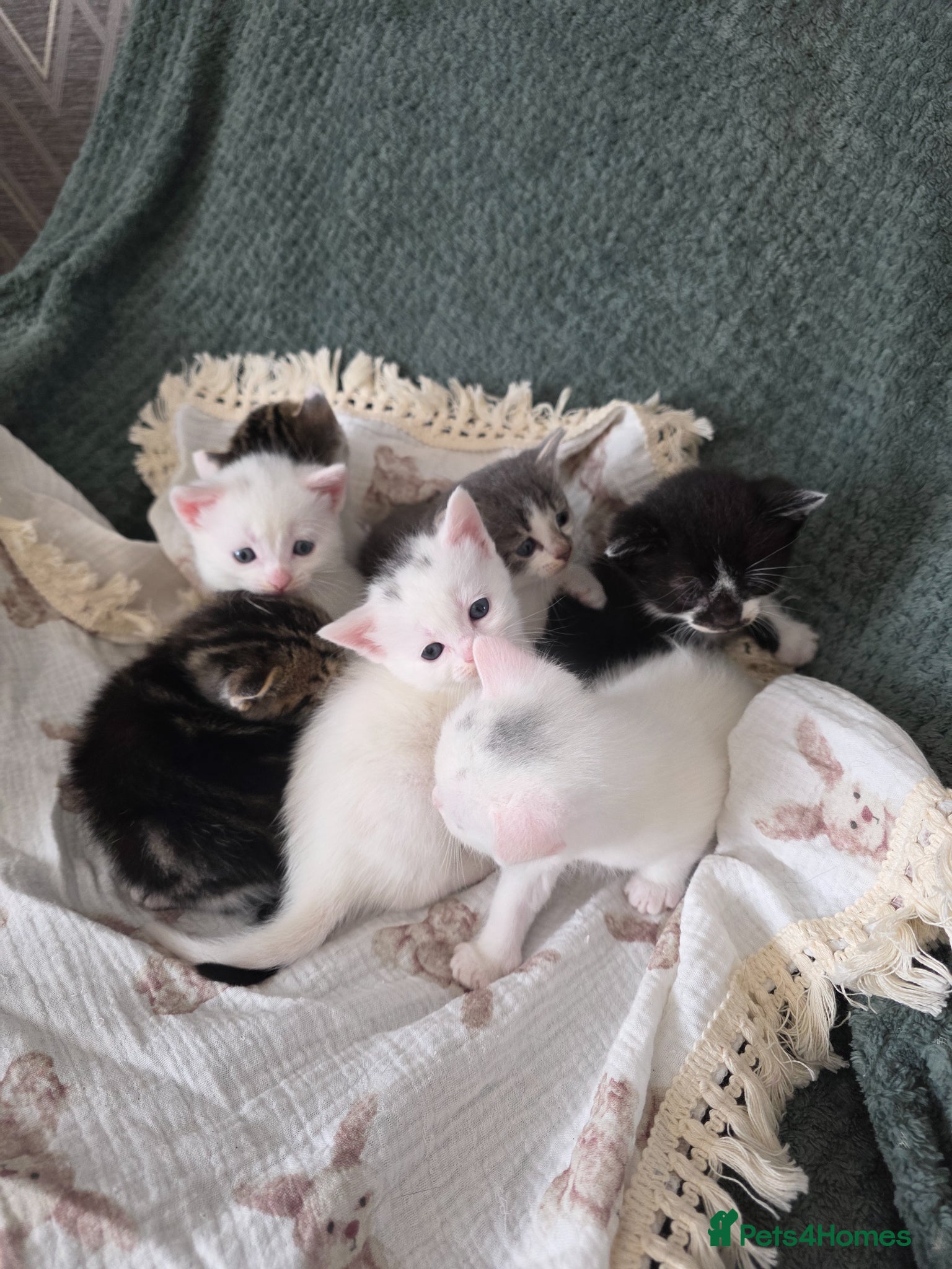 Mixed Breed cats for sale: 🩷🐈‍⬛All kittens are now reserved. - Advert 9