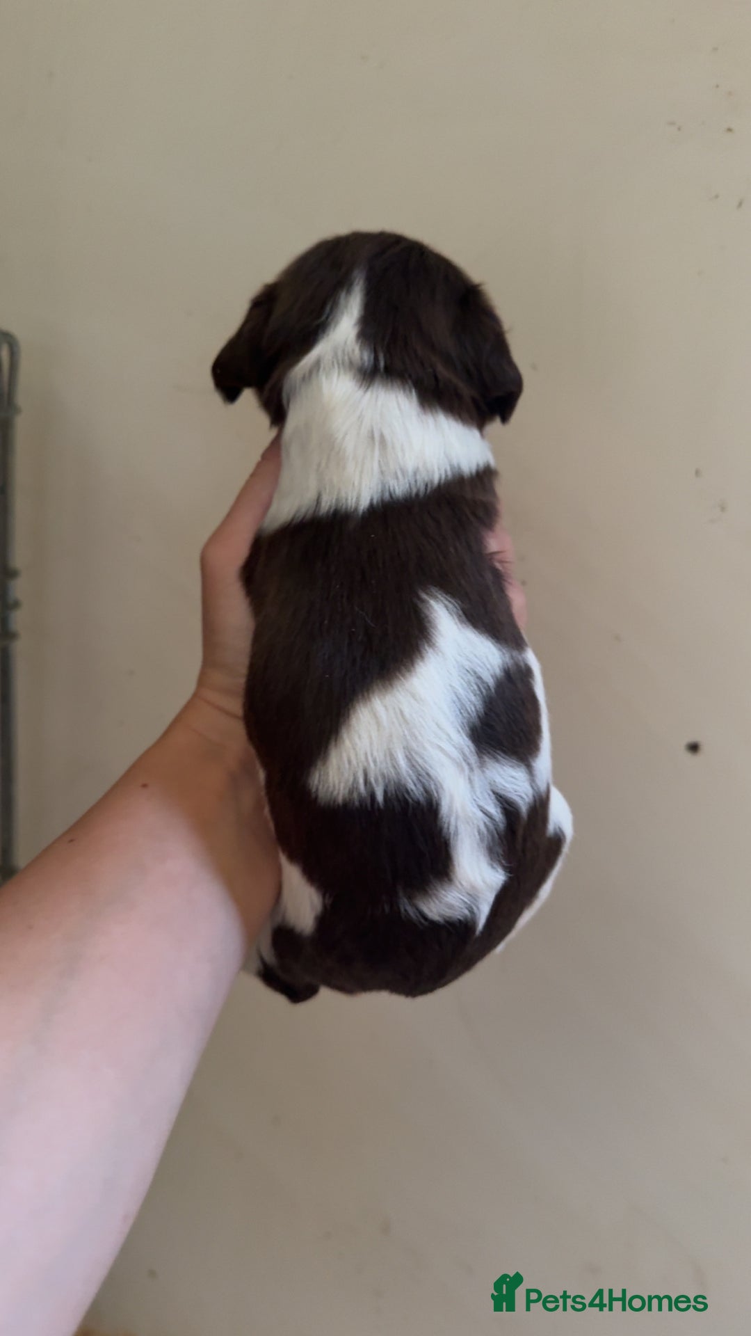 Sprocker dogs for sale: unbelievably marked sprockers 😍 - Image 12