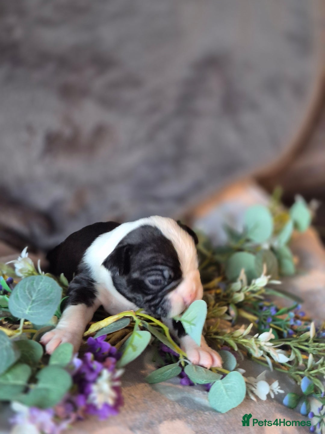 Boston Terrier dogs for sale: Gorgeous chunky Boston terrier pups - Advert 16