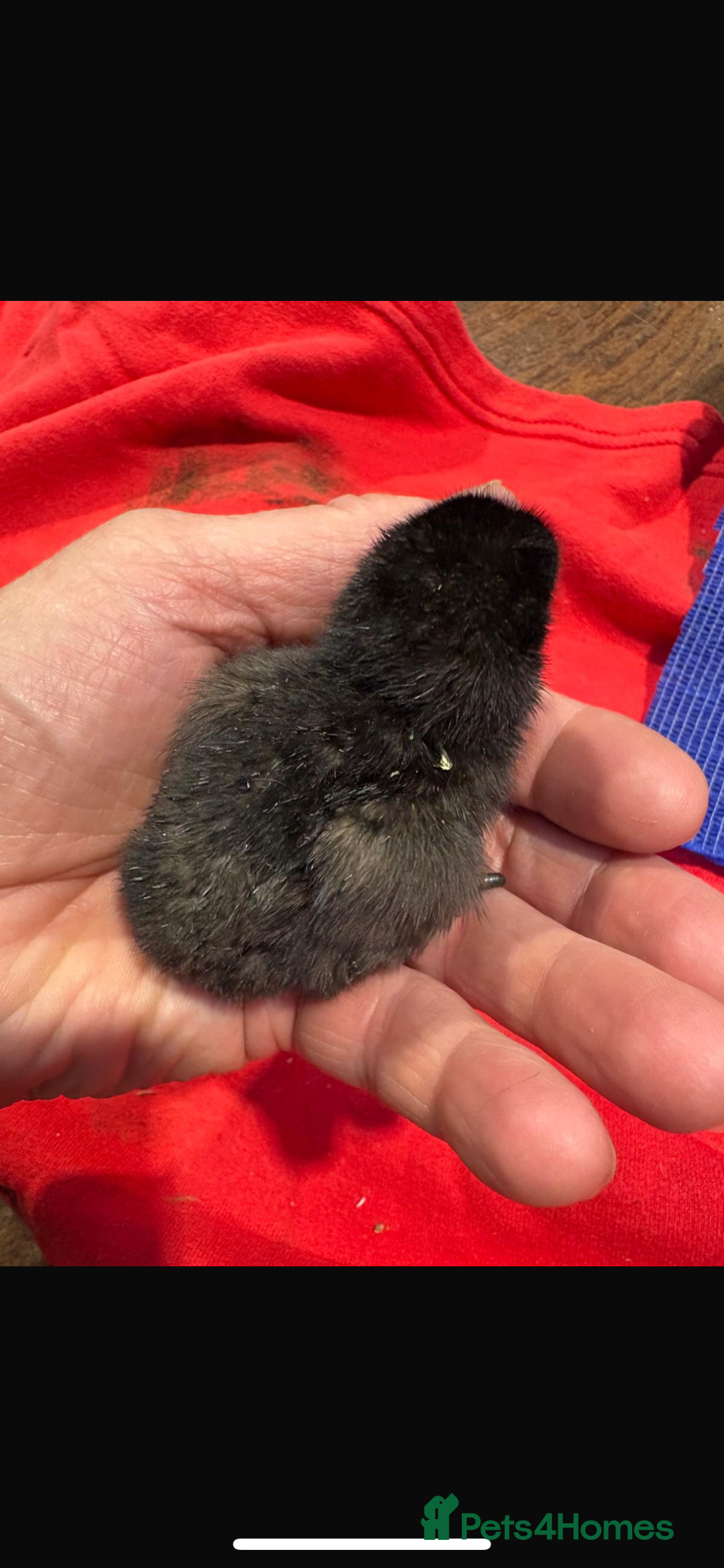 Chickens poultry for sale: Ayam Cemani trio - Image 5