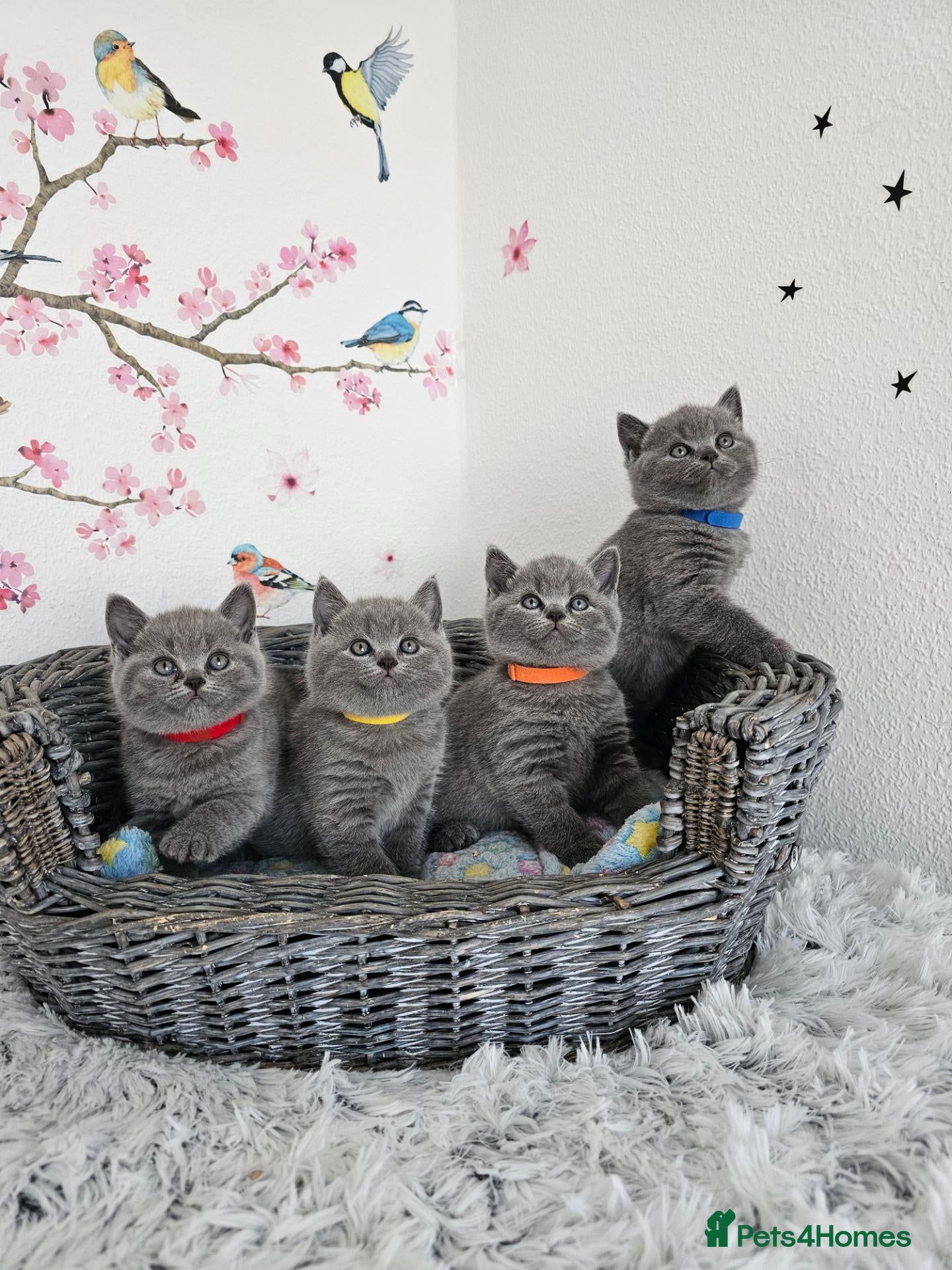 British Shorthair cats British Shorthair Kittens  - Advert 2