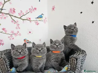 British Shorthair cats British Shorthair Kittens - Advert 2