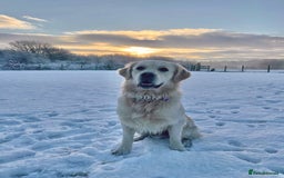 Golden Retriever dogs for sale: Expression of Interest - Golden Retriever Puppies - Image 16