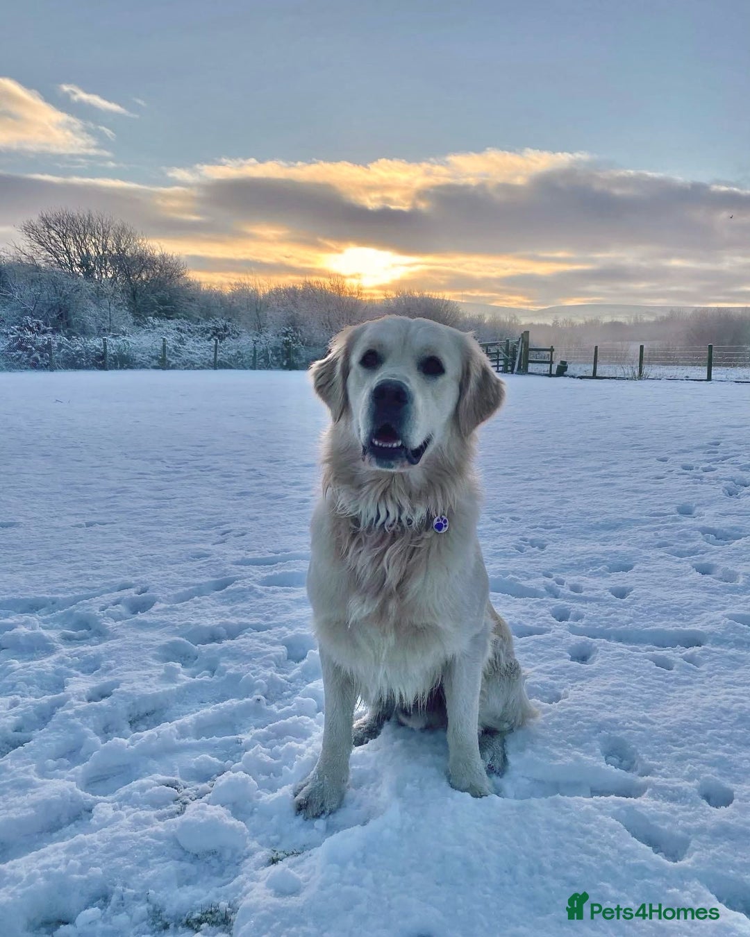 Golden Retriever dogs for sale: Expression of Interest - Golden Retriever Puppies - Image 16