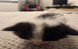 Domestic Shorthair cats for sale: Kittens for sale - Image 5