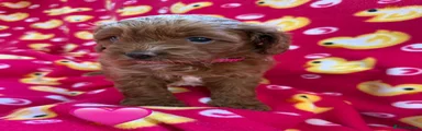 Cavapoo 1 pink girl