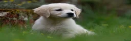 Golden Retriever dogs for sale: Stunning KC Registered Golden Retriever Puppies 🐾 - Advert 7