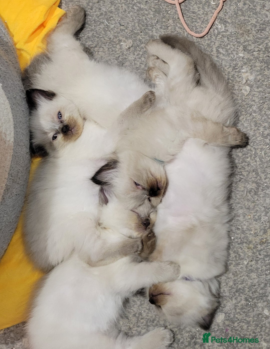 Ragdoll cats for sale: 5 very loved and spoiled Ragdoll kitttens - Advert 5