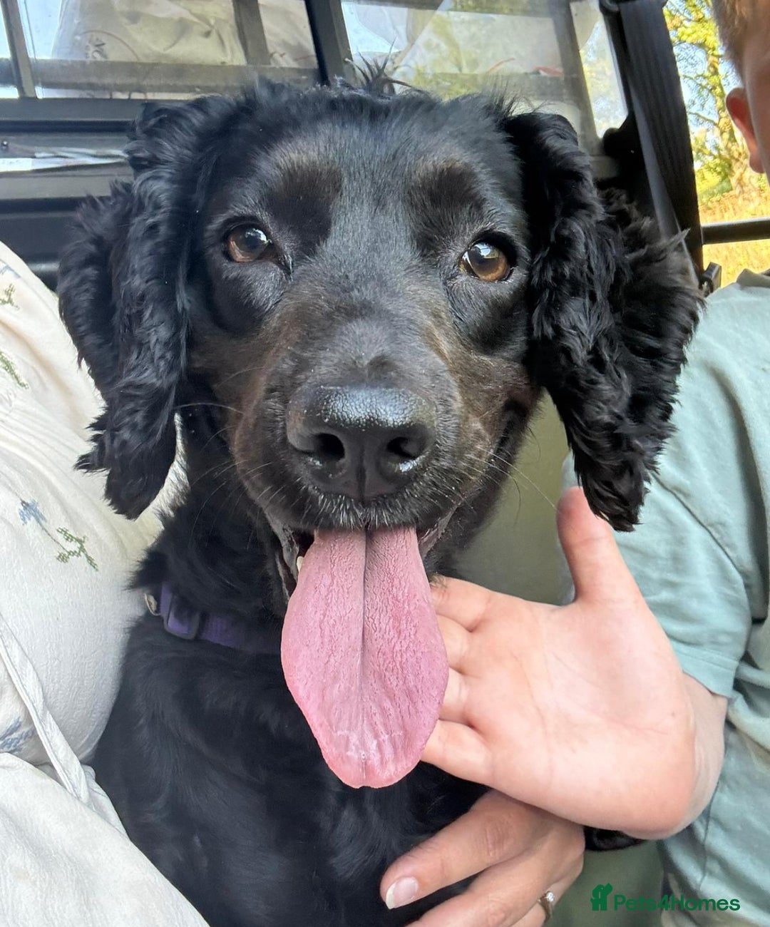 Mixed Breed dogs for sale: Cocker spaniel x patterdale terrier - Image 1