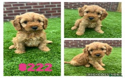 Cockapoo dogs for sale: Beautiful red F1 Cockapoos - Image 5