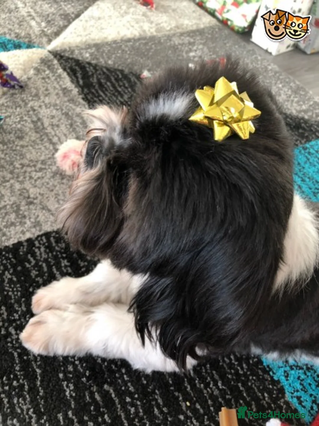 Shih Tzu dogs for stud: Memphis Shihtzu Stud + Free Scan in Ely - Advert 5