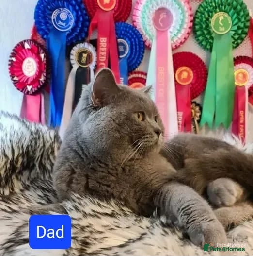 British Shorthair cats FOR MATING ONLY. Registered GCCF Quality Boy . in Mexborough - Advert 1