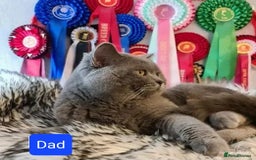 British Shorthair cats for stud: FOR MATING ONLY. Registered GCCF Quality Boy . in Mexborough - Image 5