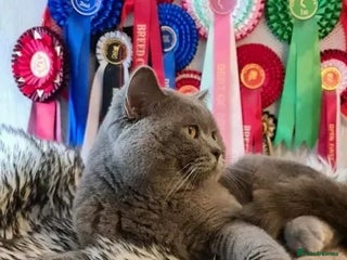 British Shorthair cats FOR MATING ONLY. Registered GCCF Quality Boy . in Mexborough - Advert 1