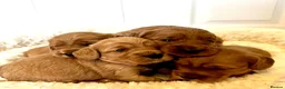 Cockapoo dogs for sale: Gorgeous F1 PRA clear Toy Cockapoo puppies - Advert 35