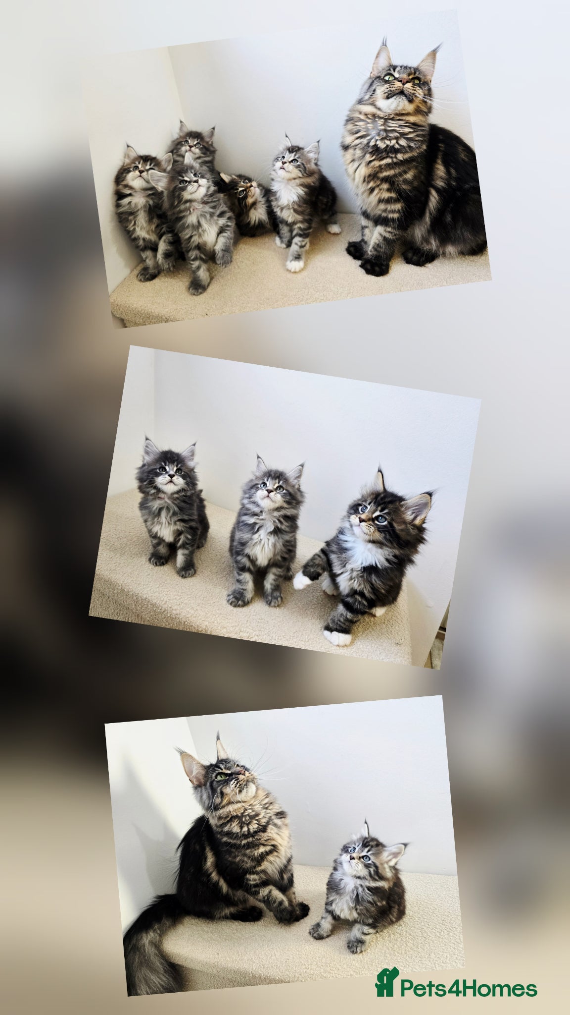 Maine Coon cats Maine coon kittens - Advert 8