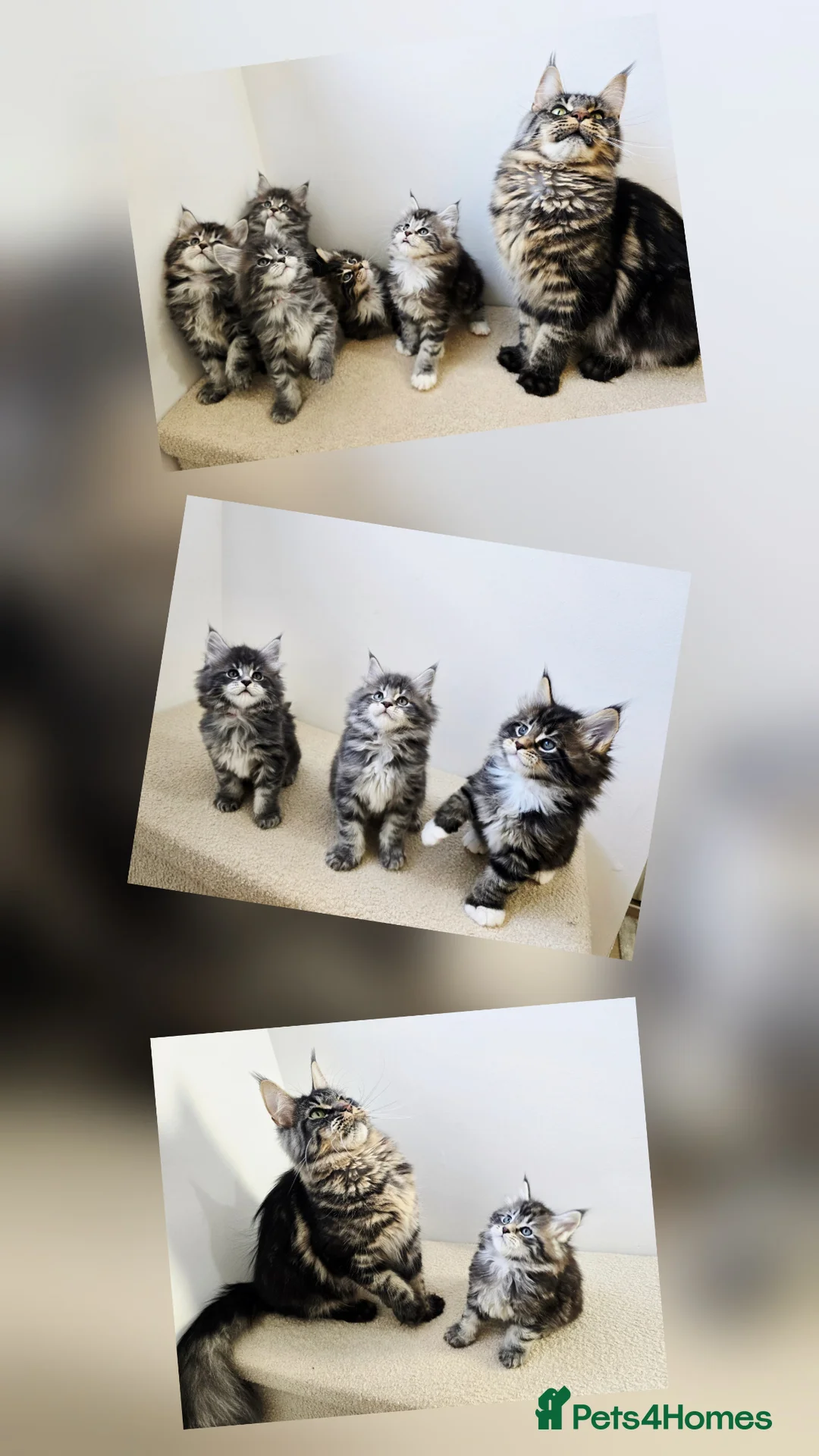 Maine Coon cats for sale: Maine coon kittens - Advert 1