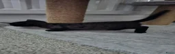 Sphynx cats for sale: Rare Sphynx x Donskoy kittens  - Advert 9